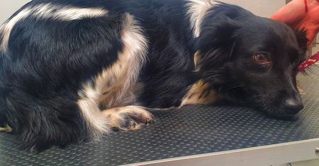 Suczka Finka padła ofiarą zoofila?
