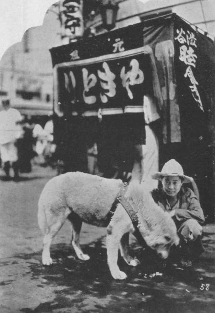 Rzadkie zdjęcia psa Hachiko, który czekał na swojego pana aż do śmierci 8