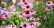 Echinacea - na co pomaga i jak ją stosować?
