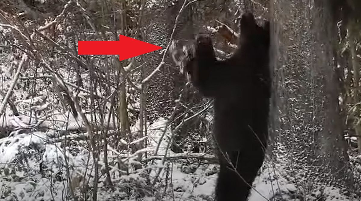 Leśnik nagrał go w polskim lesie. To nie przypadek