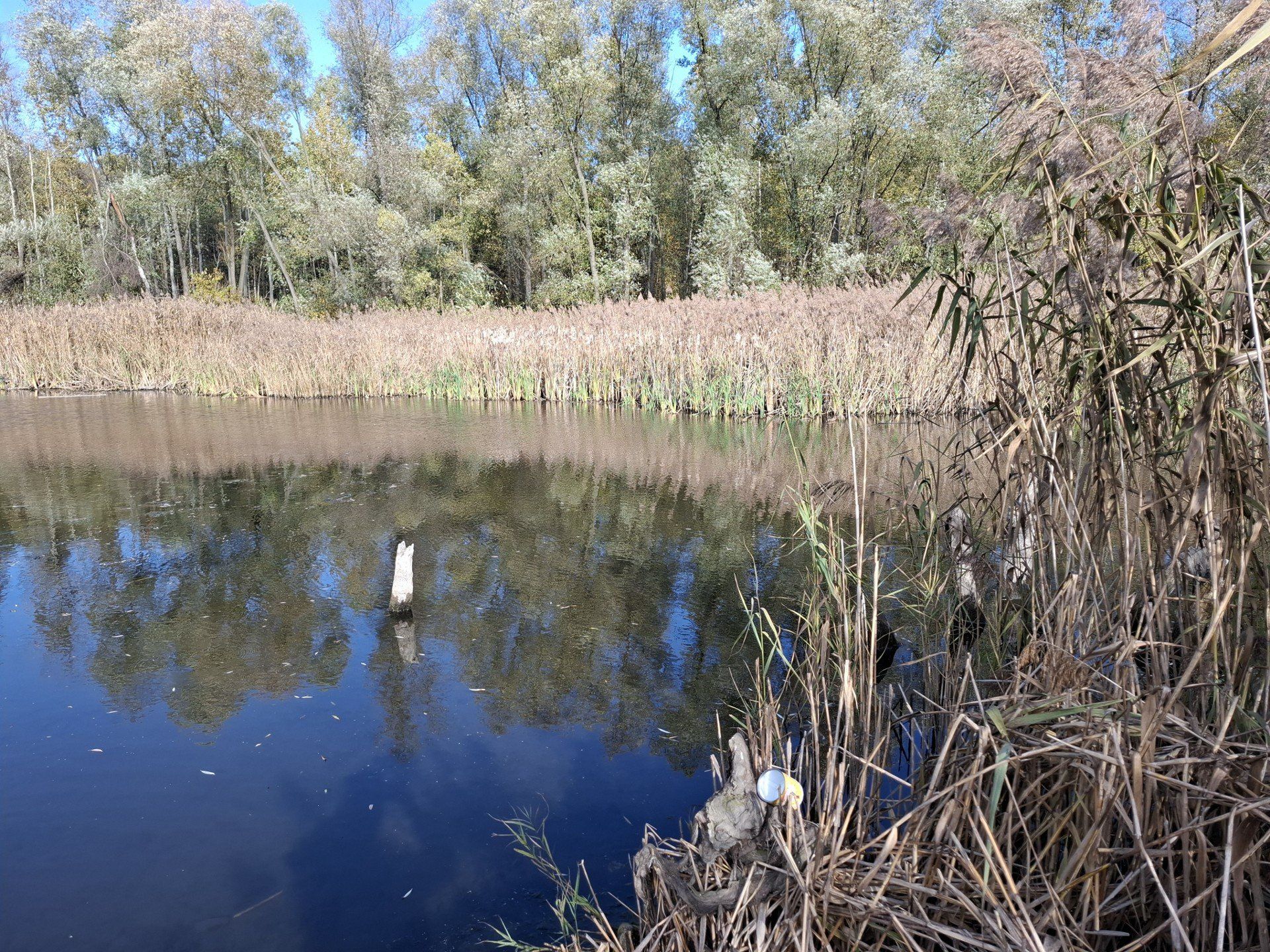 Las Zagórski w jesiennej oprawie