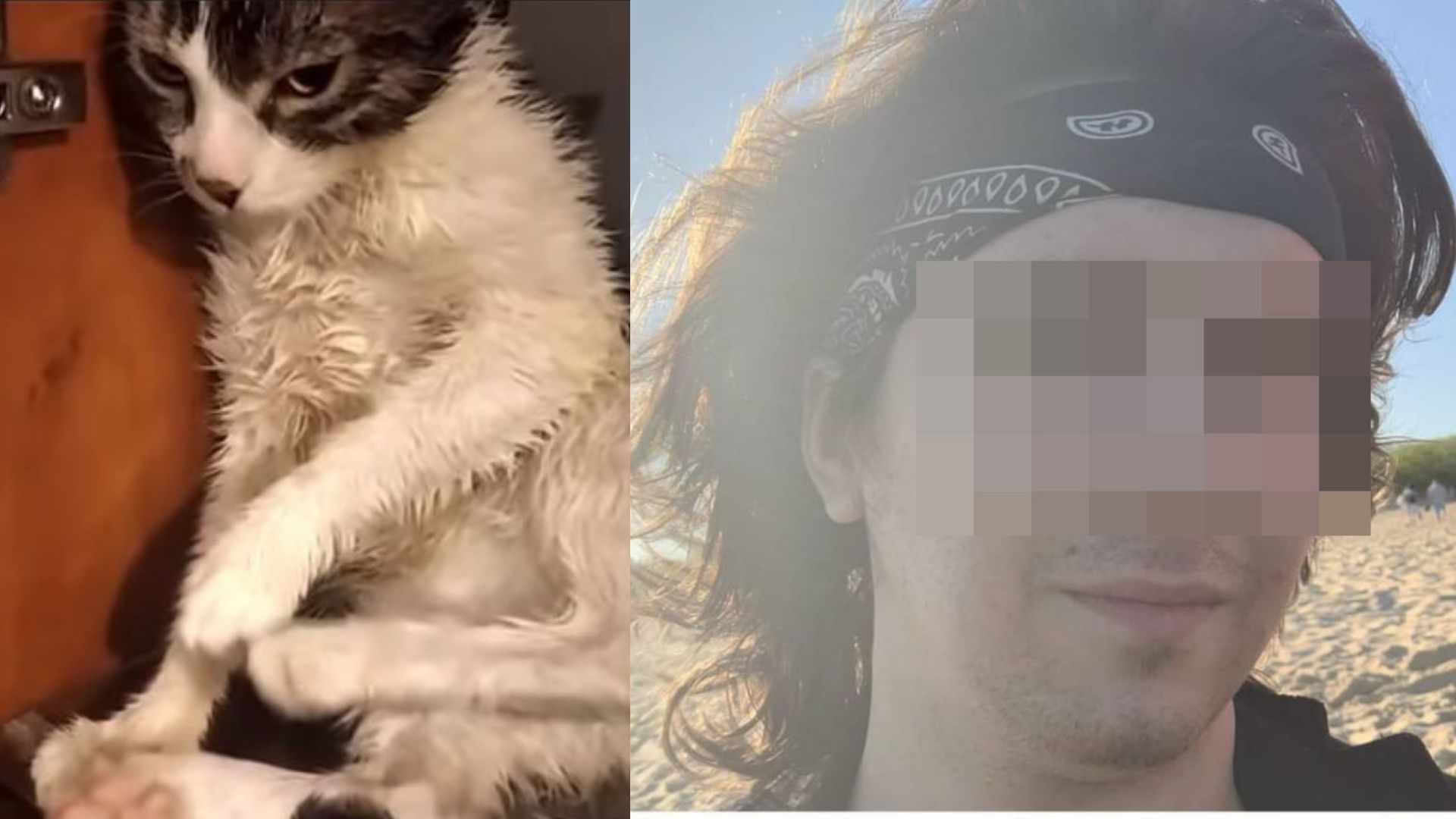 Sadysta, który znęcał się nad kotem ODNALEZIONY! Sam zgłosił się na policję