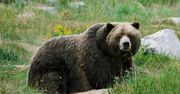 Odstrzelili niedźwiedzia. Szokująca pomyłka w Norwegii