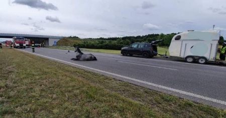 Koń złamał nogi na autostradzie. Wstrzymano ruch