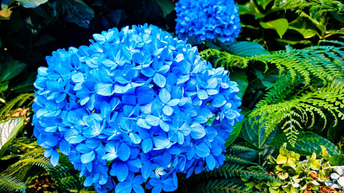 Hortensja błękitna.