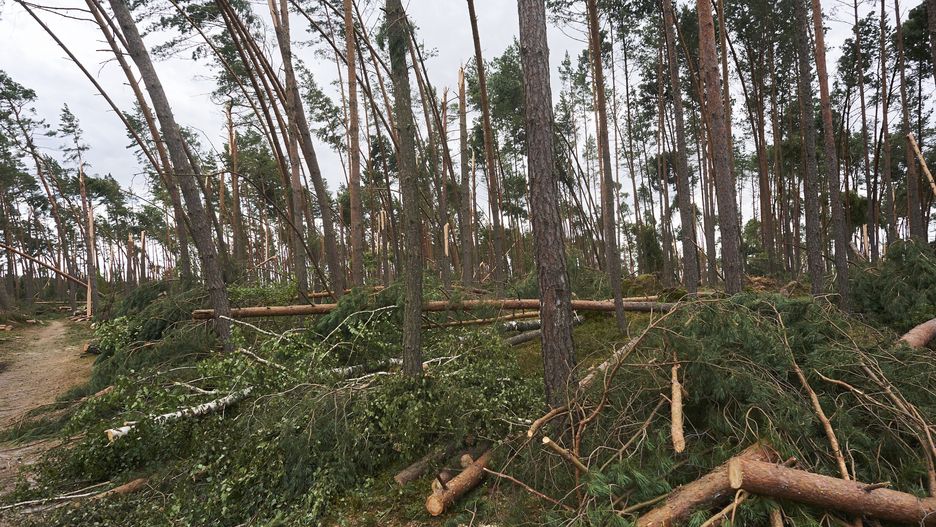 Łódź: Ruszył proces ws. śmierci dwóch harcerek podczas nawałnicy
