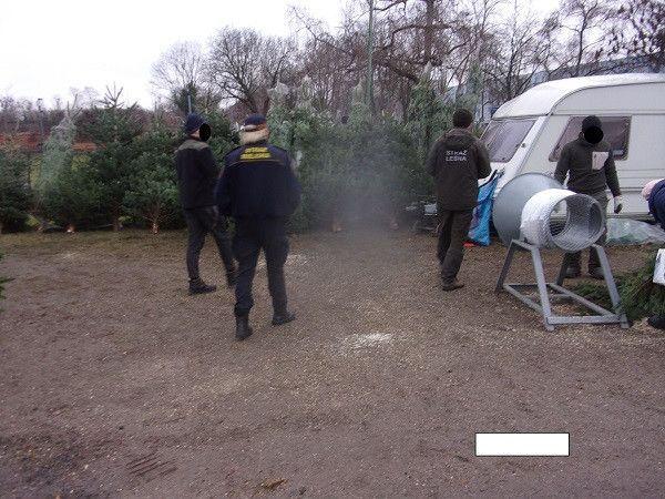 Strażnicy miejscy rozpoczęli sprawdzanie sprzedawców choinek