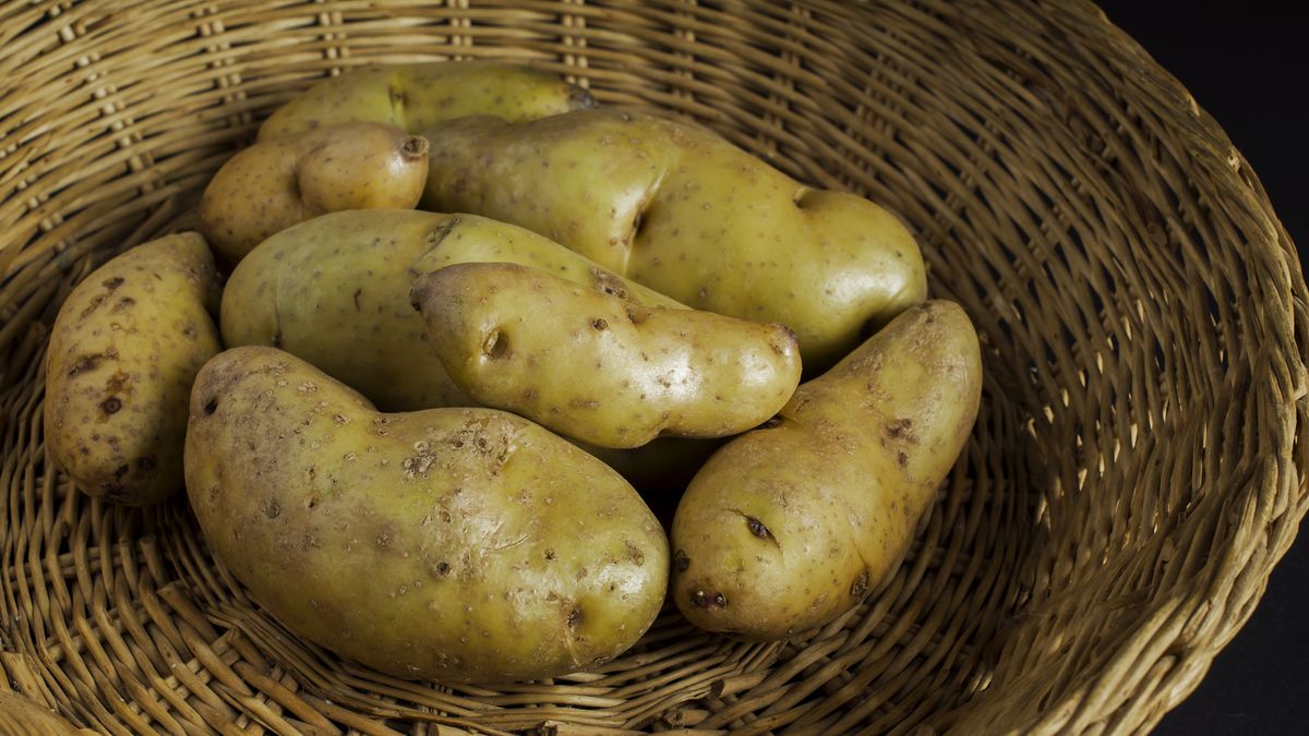 Ziemniaki zawierają groźną truciznę