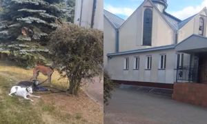 "Psy pod kościołem, a właścicielka na mszy". Szokujące wideo z Poznania