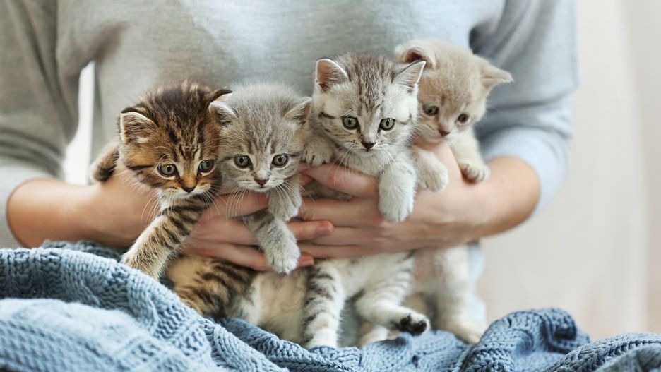 Woman holding small cute kittens
adorable, animal, animals, baby, beautiful, beauty, breed, carnivore, cat, cats, charming, color, cub, cute, domestic, feline, female, fluff, fluffy, fun, funny, fur, furry, hands, holding, kittens, kitty, little, looking, lovely, mammal, mammals, nature, nice, paw, pet, pets, plaid, playful, pussy, small, soft, woman, young, adorable, animal, animals, baby, beautiful, beauty, breed, carnivore, cat, cats, charming, color, cub, cute, domestic, feline, female, fluff, fluffy, fun, funny, fur, furry, hands, holding, kittens, kitty, little, looking, lovely, mammal, mammals, nature, nice, paw, pet, pets, plaid, playful, pussy, small, soft, woman, young