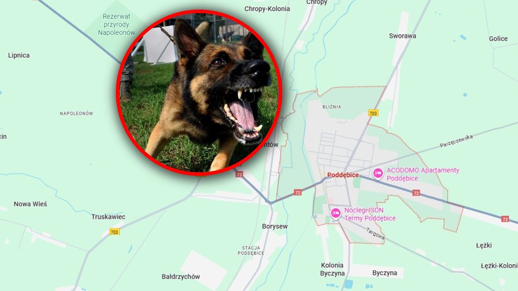 Prokuratura wyjaśnia okoliczności rzekomego pogryzienia