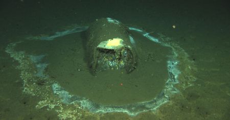 Beczki z dna oceanu. Przerażające odkrycie naukowców w Kalifornii