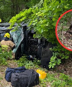 Dwie osoby w szpitalu. "Król puszczy" nagle pojawił się na drodze