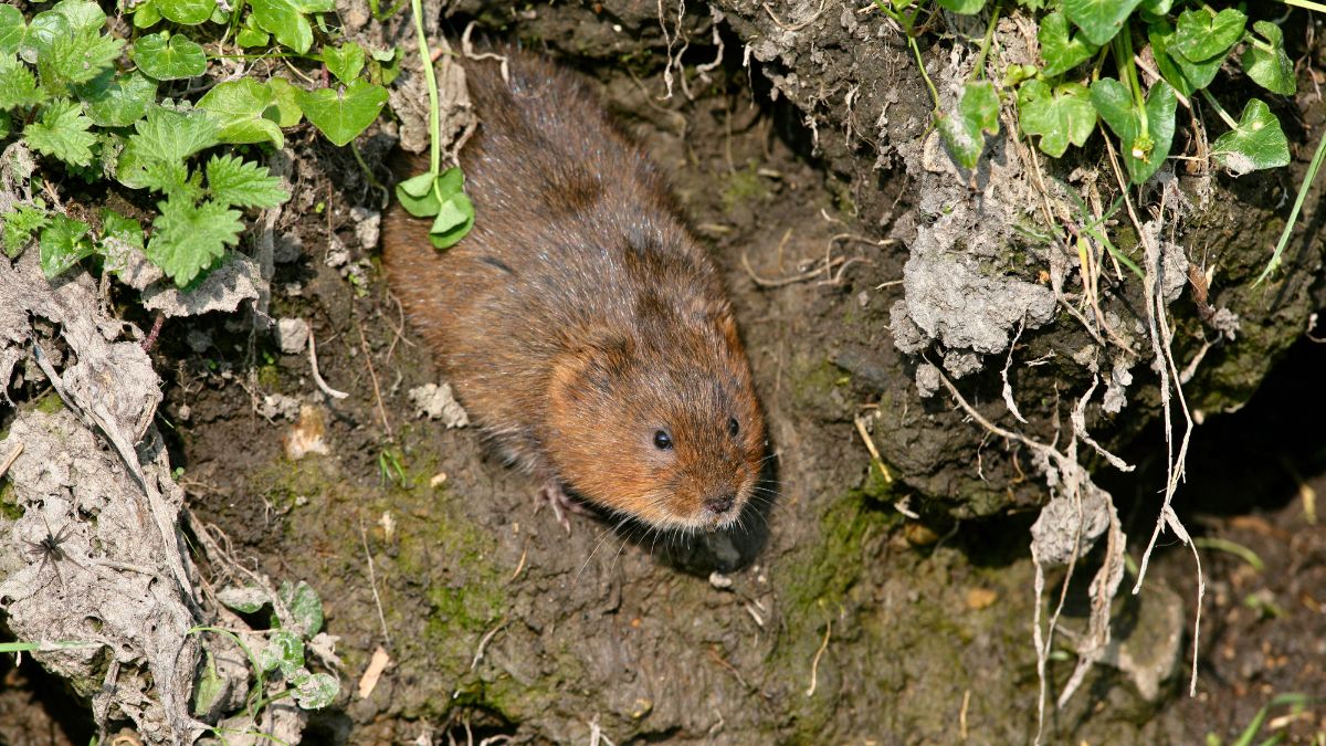 Karczownik w ogrodzie to nie lada problem 