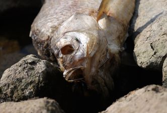 Polska będzie się w Parlamencie Europejskim tłumaczyć za Odrę. "Obawiam się politycznej awantury"