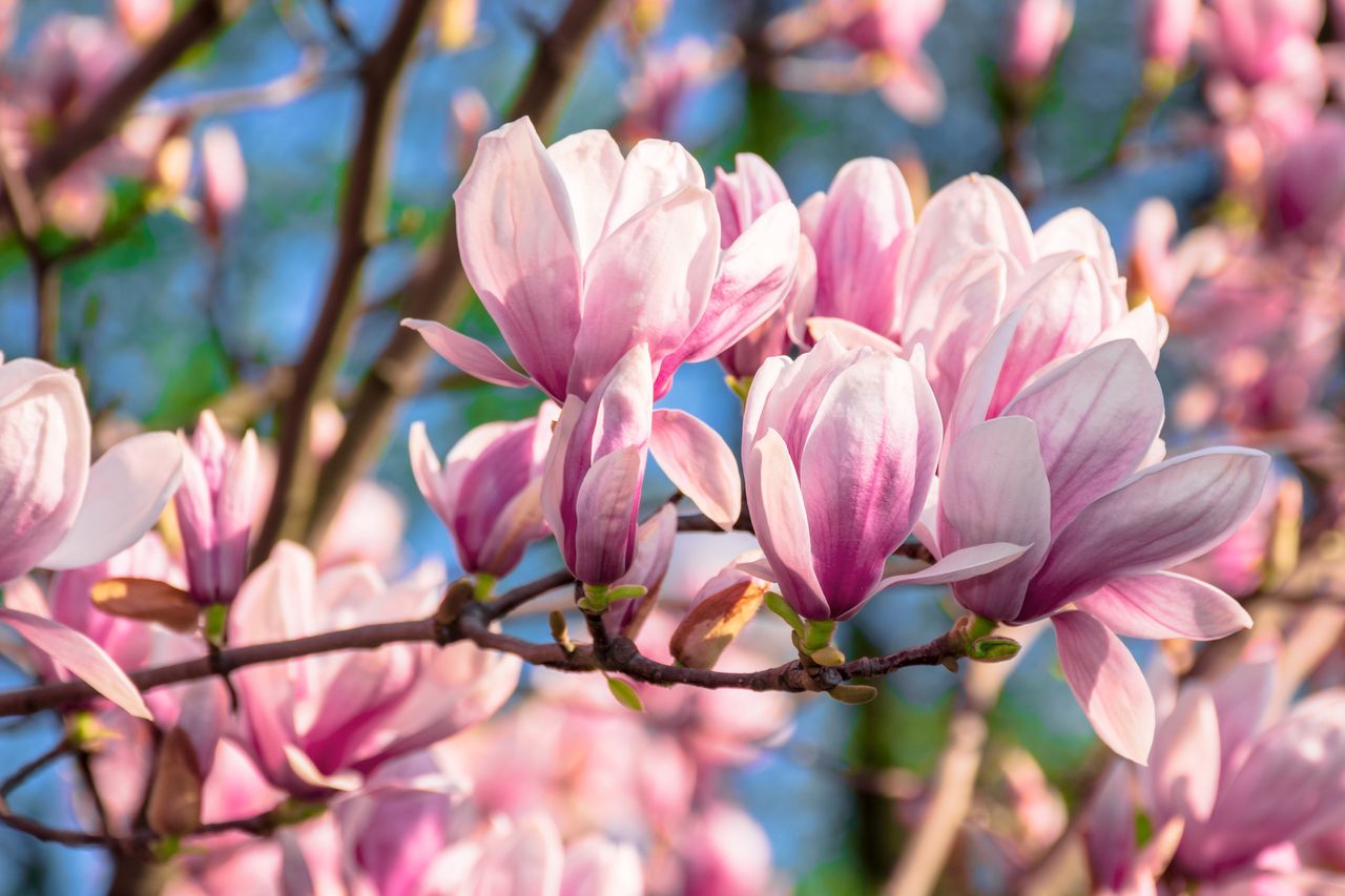 Jak pielęgnować magnolie?