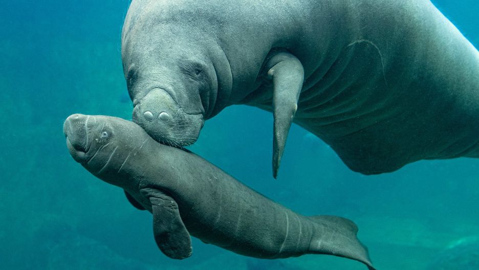 Wrocław. Sensacyjne narodziny w ZOO. Na świat przyszedł kolejny manat