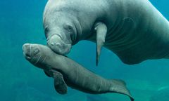 Wrocław. Sensacyjne narodziny w ZOO. Na świat przyszedł kolejny manat