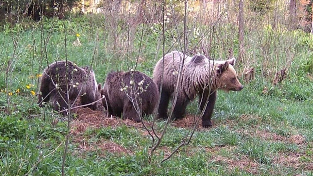 Niedźwiedzie grasują w Pieninach.