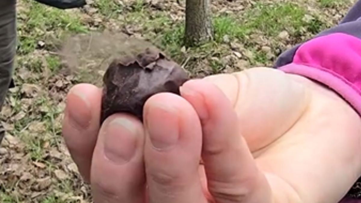 Pokazali nietypowego grzyba