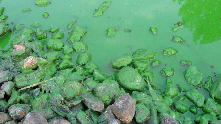 sinice, bakterie, woda, jezioro, cyjanobakteria, kożuch, zakwit, toksyny, kamienie