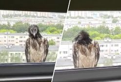 Poznańskie ZOO przekazało przykre wieści. Nie żyje orłosęp
