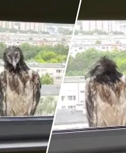 Poznańskie ZOO przekazało przykre wieści. Nie żyje orłosęp