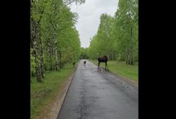 "W maju las zamienia się w wielkie przedszkole". Pokazali wideo