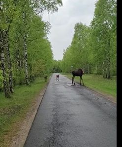 "W maju las zamienia się w wielkie przedszkole". Pokazali wideo