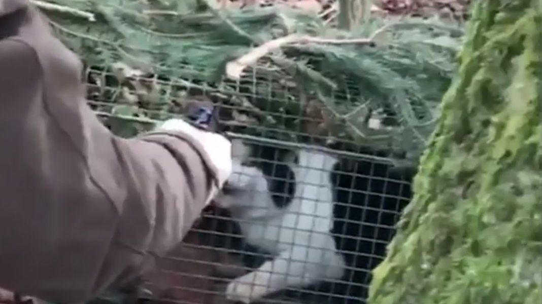 Myśliwa z Niemiec zabiła kota