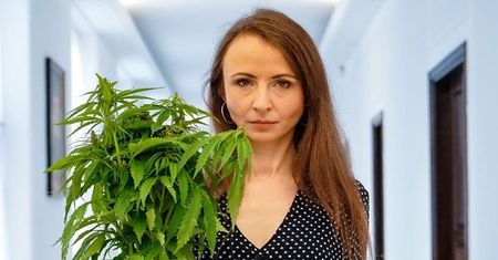 Wrocław. "Zalegalizujcie to". Parlamentarzyści walczą o depenalizację marihuany