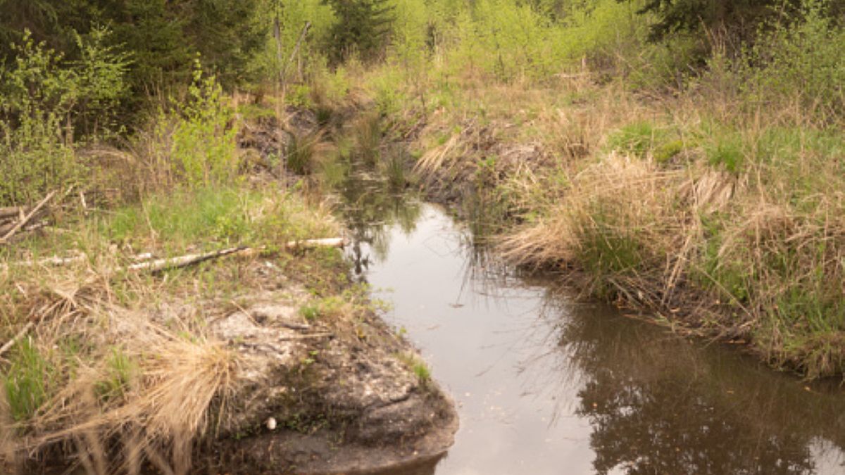 54-latek nie był w stanie o własnych siłach wydostać się z bagna (zdjęcie ilustracyjne)
