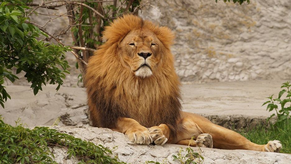 Lew uciekł z zoo