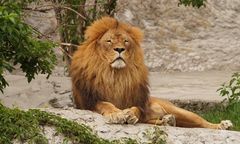 Lew zastrzelony po ucieczce z nielegalnego zoo pod Pragą