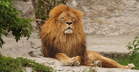 Lew zastrzelony po ucieczce z nielegalnego zoo pod Pragą