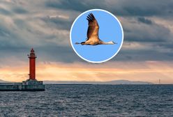 Sensacja w Zatoce Puckiej. Pierwsze takie odkrycie w Polsce