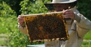 Czy pszczoły miodne są zagrożeniem? Spór rządu i pszczelarzy narasta