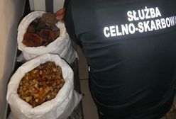 Przemyt 30 kg bursztynu na granicy w Zosinie. Samochód "naszpikowany był bursztynową kontrabandą"
