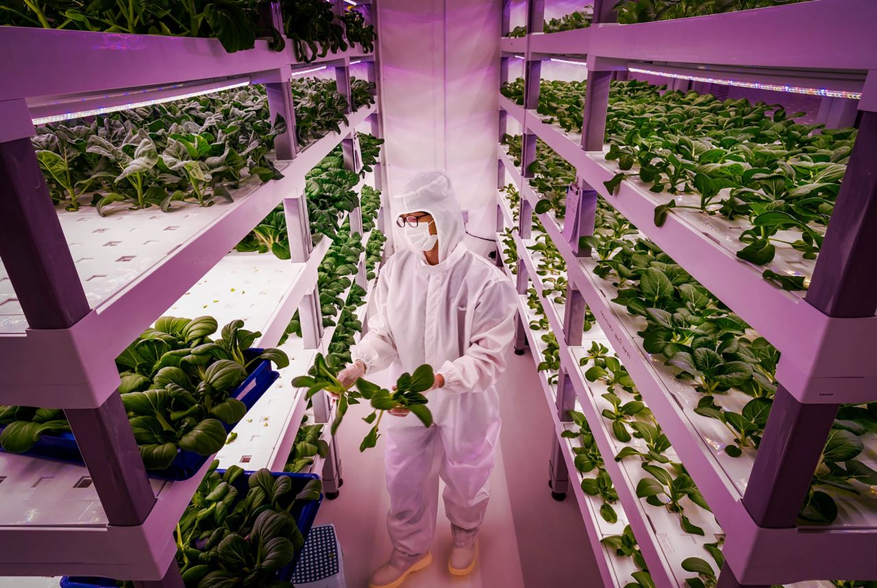 Piętrowe sady (ang. Vertical Farm) wyglądają niemal wszędzie tak samo. Na zdjęciu widać wnętrze placówki w Singapurze.