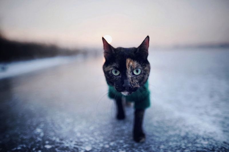 „Cat Effect", czyli cztery pory kota 8