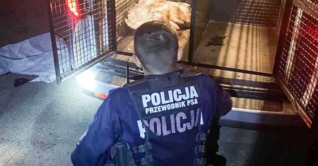 Chciał "uszczypnąć" policjantów. Bardzo niecodzienna interwencja w Zielonej Górze