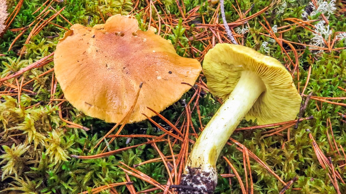 Takich grzybów nie susz pod żadnym pozorem