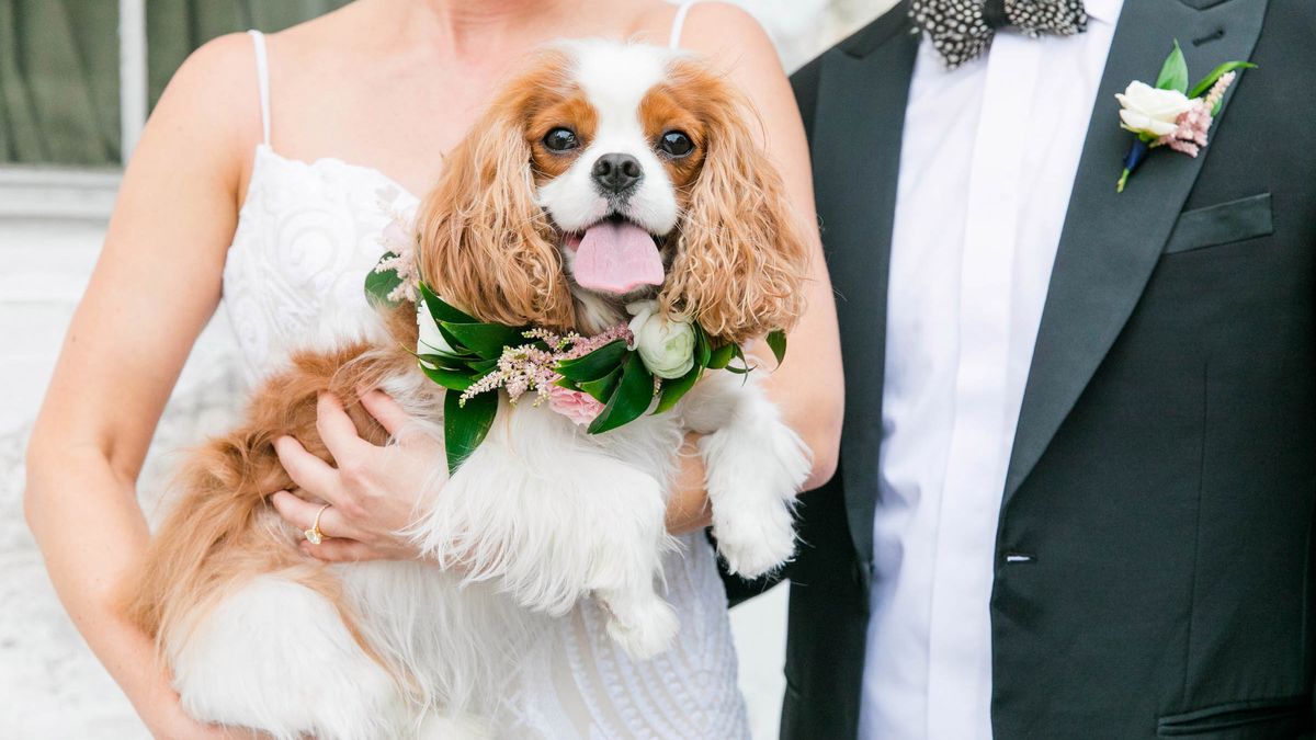Wyjątkowe zdjęcia ślubne z psami w rolach głównych 1