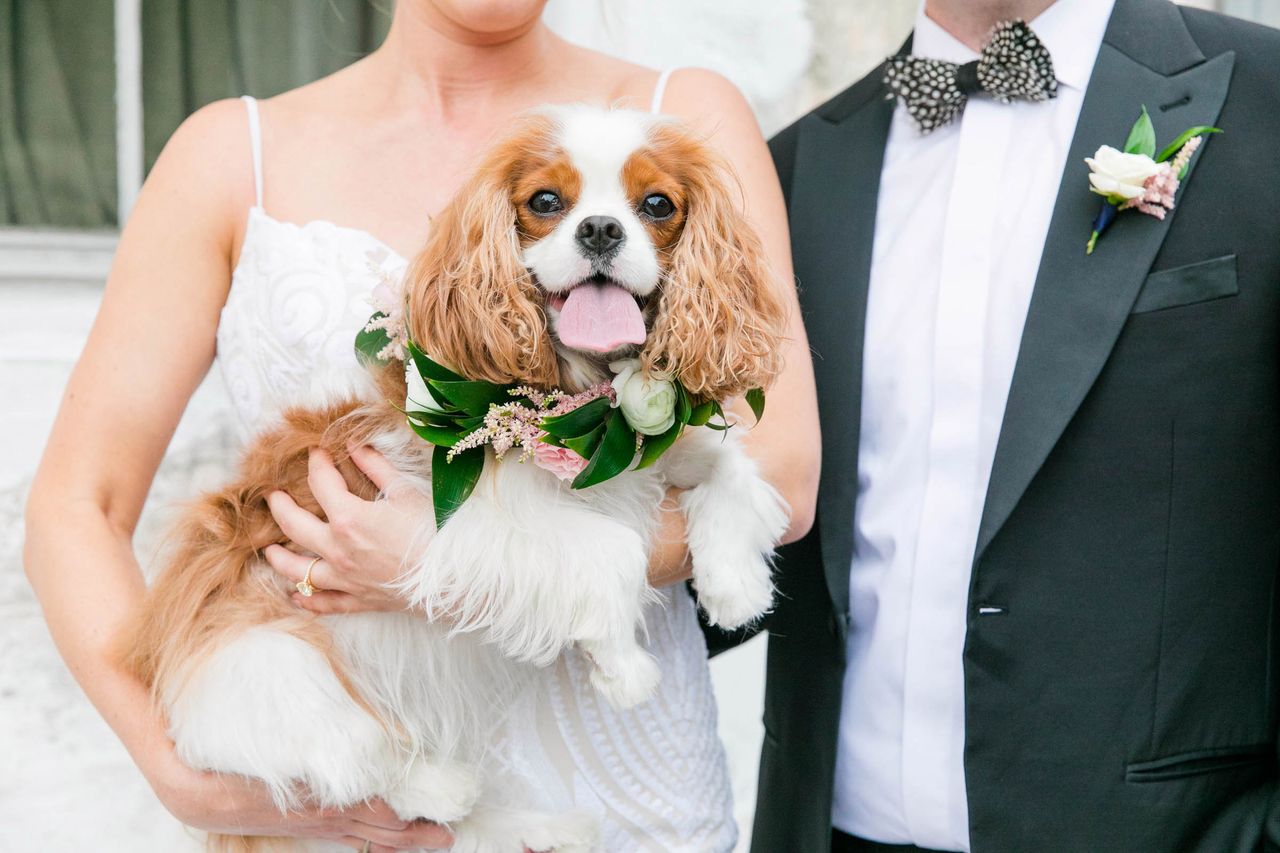 Wyjątkowe zdjęcia ślubne z psami w rolach głównych