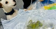Marihuana za ponad ćwierć miliona w przesyłce kurierskiej. Narkotyki wywąchała Lola