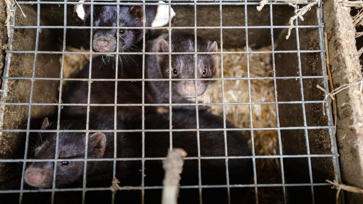 w Polsce wykryto SARS-CoV-2 u norek