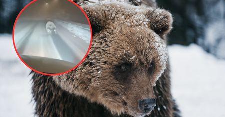 Ten niedźwiedź nie zapadł w sen. Grasuje na Słowacji