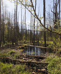 W nadleśnictwie Białowieża do lasu nie wejdziesz. Do odwołania