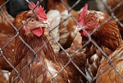 Rośnie produkcja drobiu w Unii Europejskiej. Na czele Polska