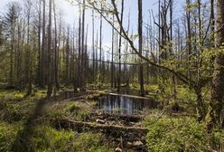 W nadleśnictwie Białowieża do lasu nie wejdziesz. Do odwołania